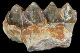 Oreodont Jaw Section With Teeth - South Dakota #81943-3